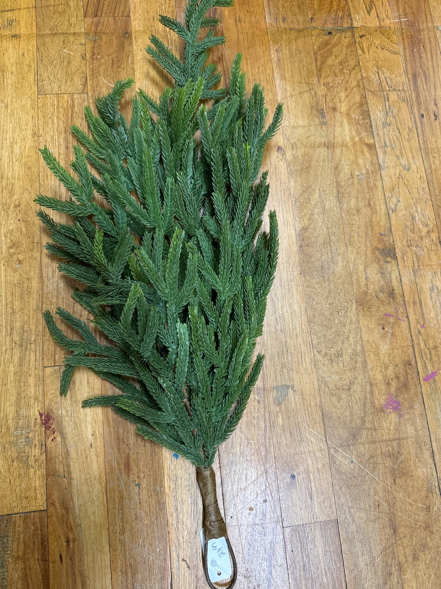 28" L NORFOLK ISLAND PINE TEARDROP