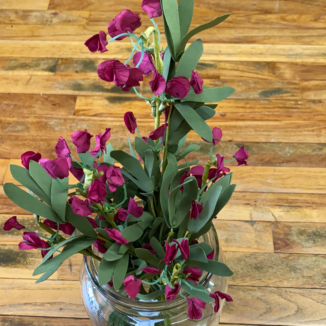 FUCHSIA SWEET PEA BUSH