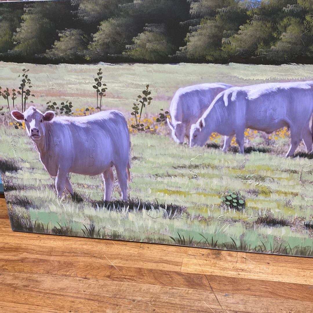 WALL CANVAS- CHAROLAIS IN GREEN PASTURE