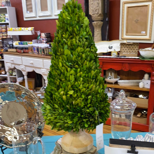 BOXWOOD CONE ON STAND