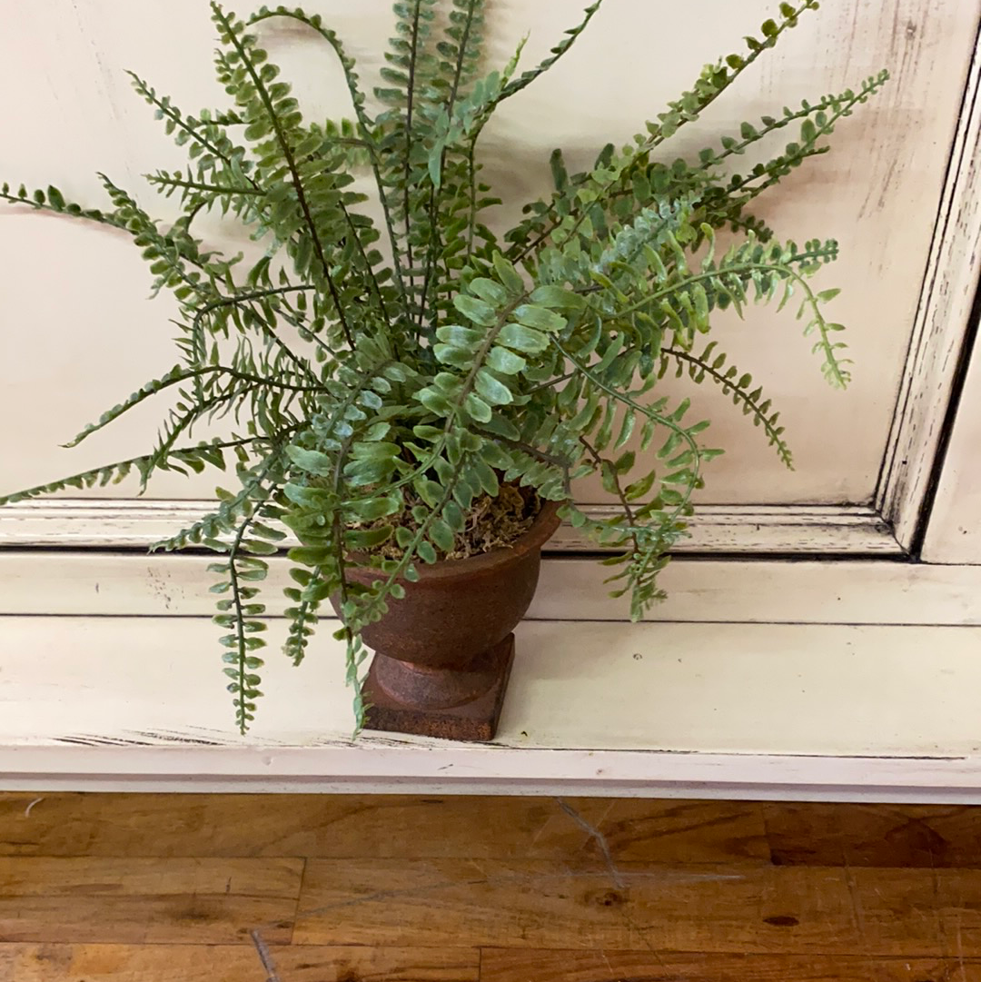 POTTED FISH BONE FERN